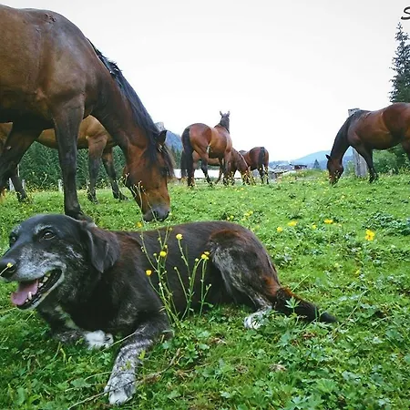 Ranc Pod Ostrou Skalou בית כפרי